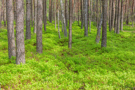 松树在森林野生自然风景背景图片