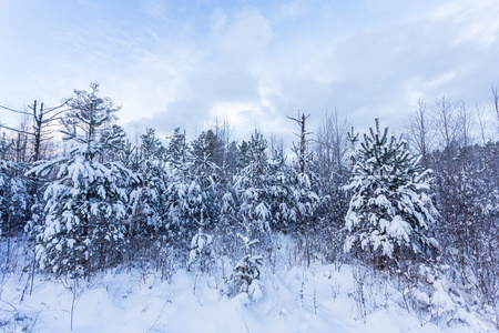 在冬季景观雪覆盖的森林