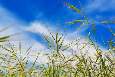 小麦耳朵自然春天领域背景蓝天草
