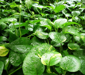 室外绿化植物