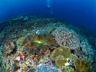潜水员与珊瑚