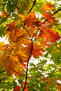 秋天的树叶在树上