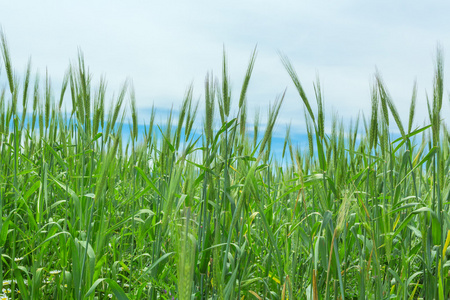 小麦耳朵天然春田背景草