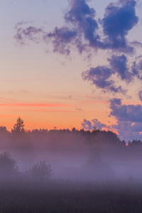 雾中森林清晨景观与粉红色的天空