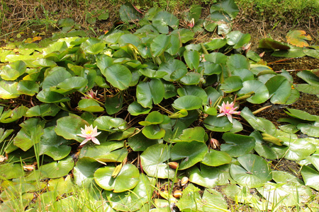 水中百合