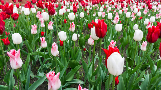 五颜六色的郁金香花四季花园