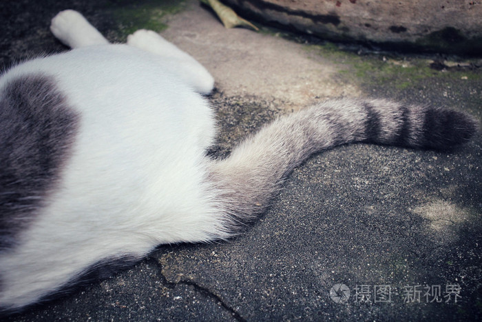 猫的尾巴