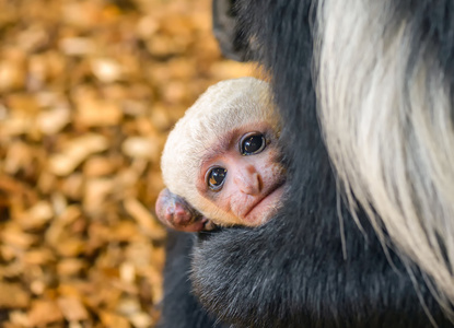 Mantled 东非的宝贝