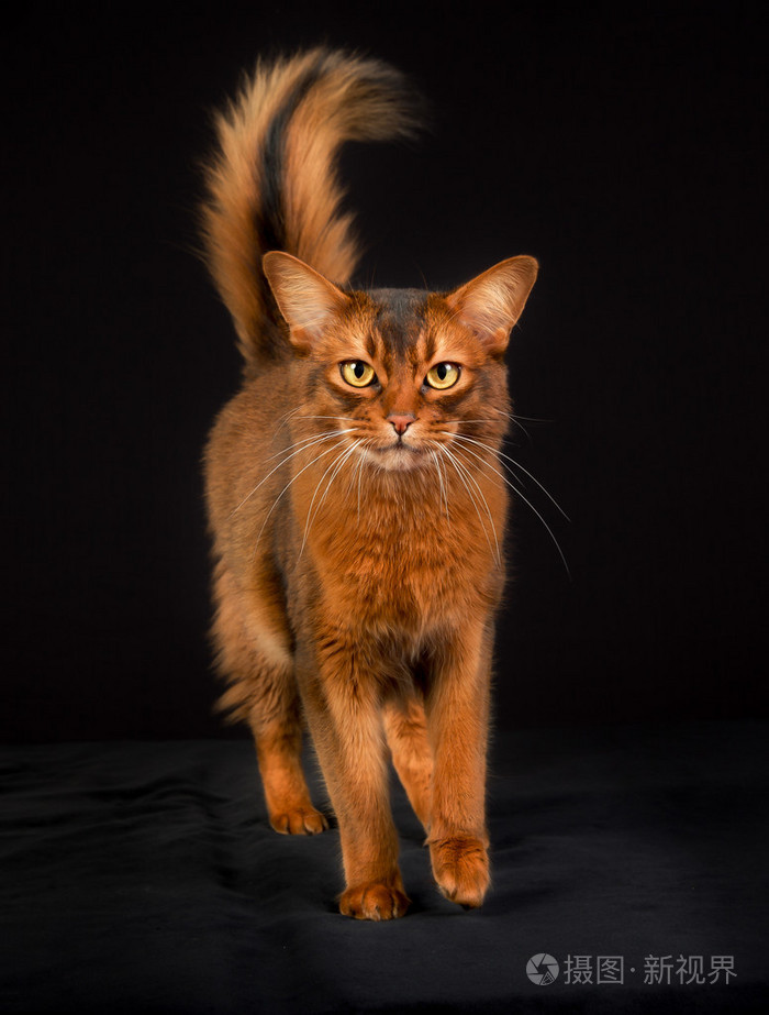 纯种的索马里猫