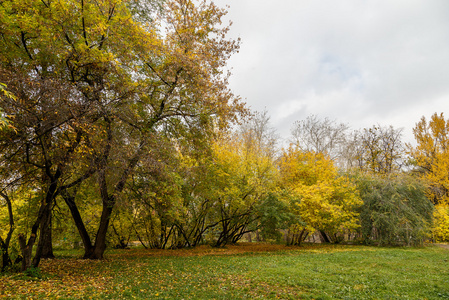 秋天阳光明媚的日子里公园里的树