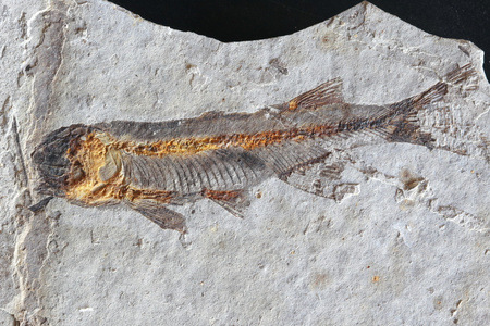 夏商周关闭了石头鱼化石照片