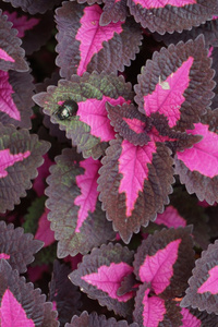 Coleus 