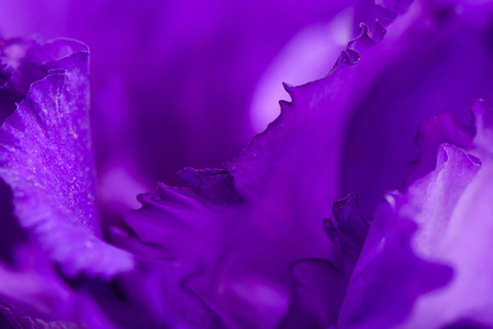 紫色香石竹花的特写