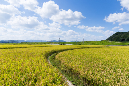 金色稻田