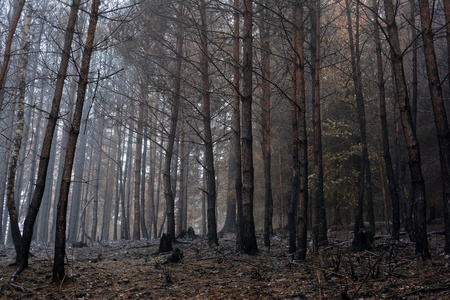 秋雾中烧焦的森林