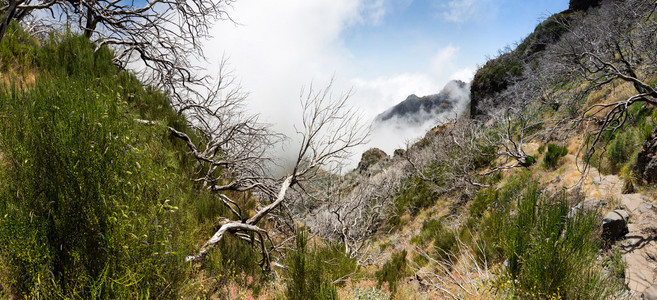 雾山的枯树图片