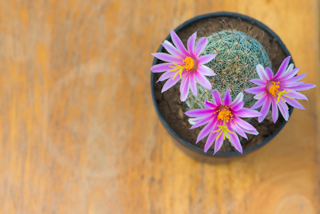 封闭的仙人掌粉红色的花