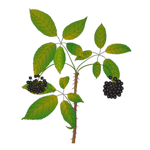 刺五加图片大全