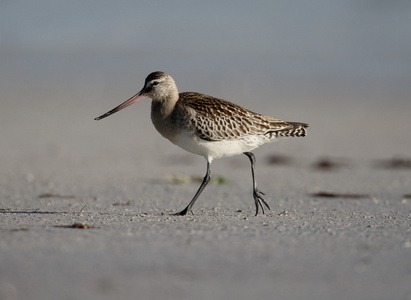 黑尾 godwit，利莫萨瑞斯利莫萨瑞斯