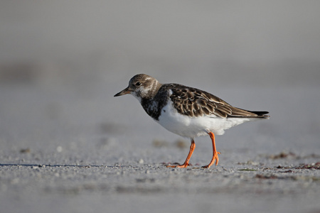 turnstone，蚤 interpres