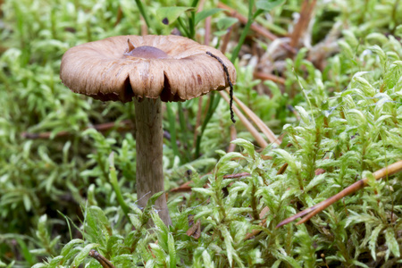 蘑菇靠近苔藓