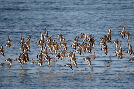 黑尾 godwit，利莫萨瑞斯利莫萨瑞斯