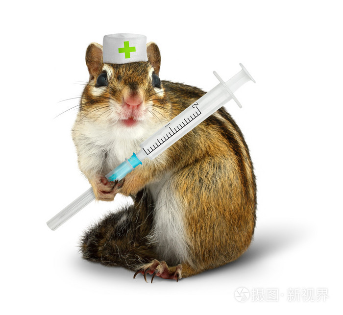 职业教育概念,搞笑松鼠与注射器和医生的帽子