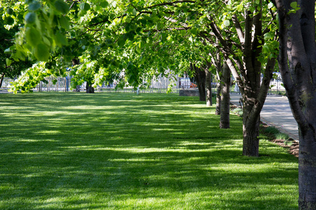 公园草坪与绿色树植被夏天草坪