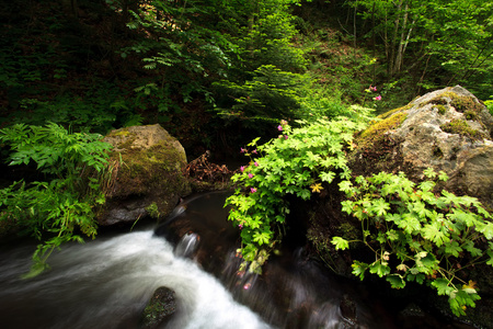 绿色森林溪流图片