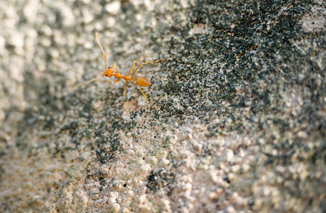 混凝土墙上的红蚂蚁