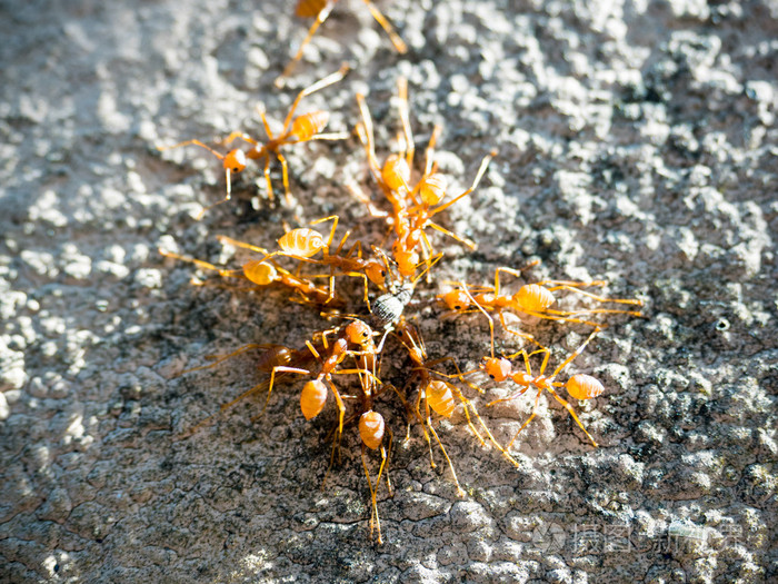 关闭了大群蚂蚁吃昆虫