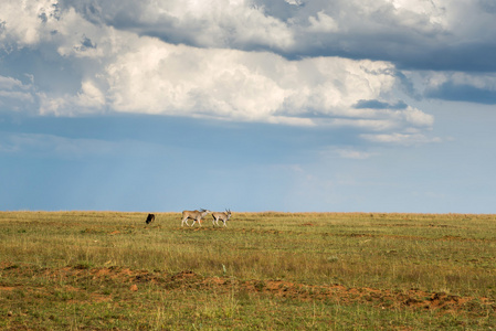 羚羊，Ezemvelo 国家公园。南非