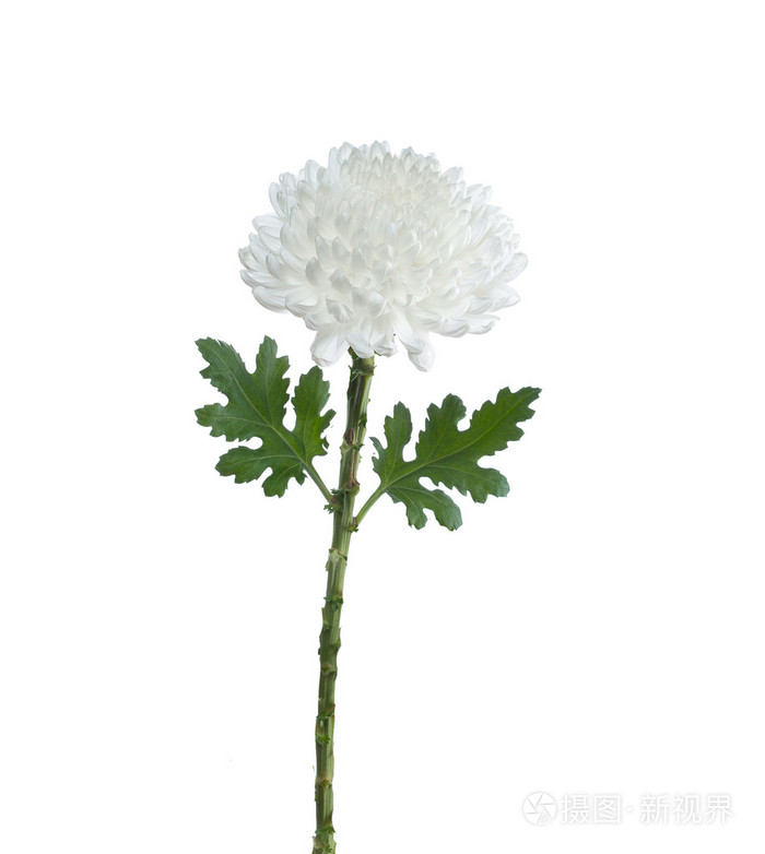 粉红色的花菊照片 正版商用图片1k73wk 摄图新视界