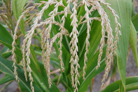 玉米开花。玉米花