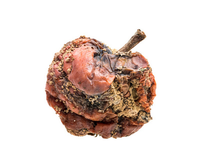 苹果腐烂过程图片