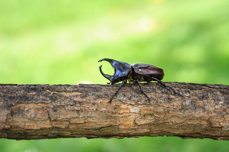 树上的男性战斗甲虫 犀牛甲虫
