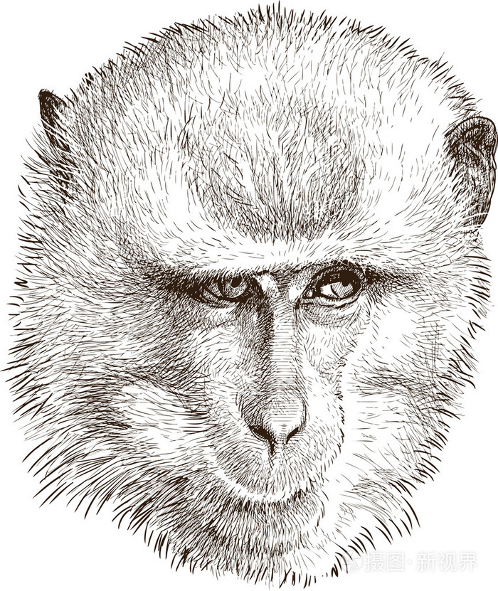 一只猴子的肖像