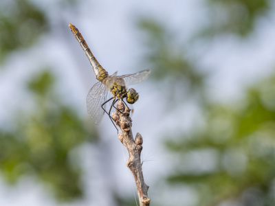 常见的镖，年轻男性，Sympetrum striolatum