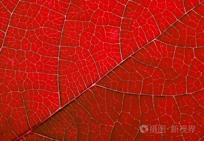 红色秋天树叶背景