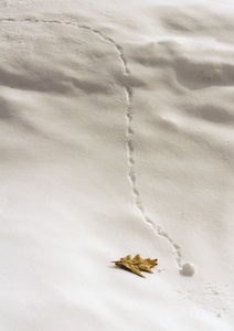 在雪坡上的小雪球