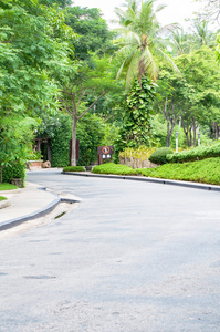 公园中的曲线道路和树木景观