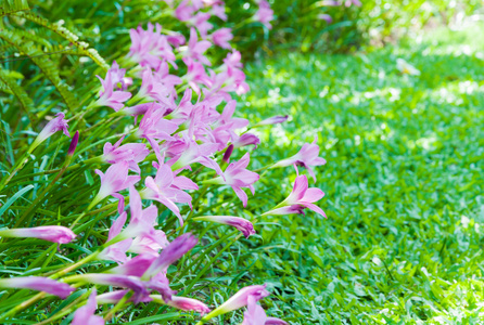 花园里一排排粉红色的雨莲