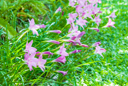 花园里一排排粉红色的雨莲