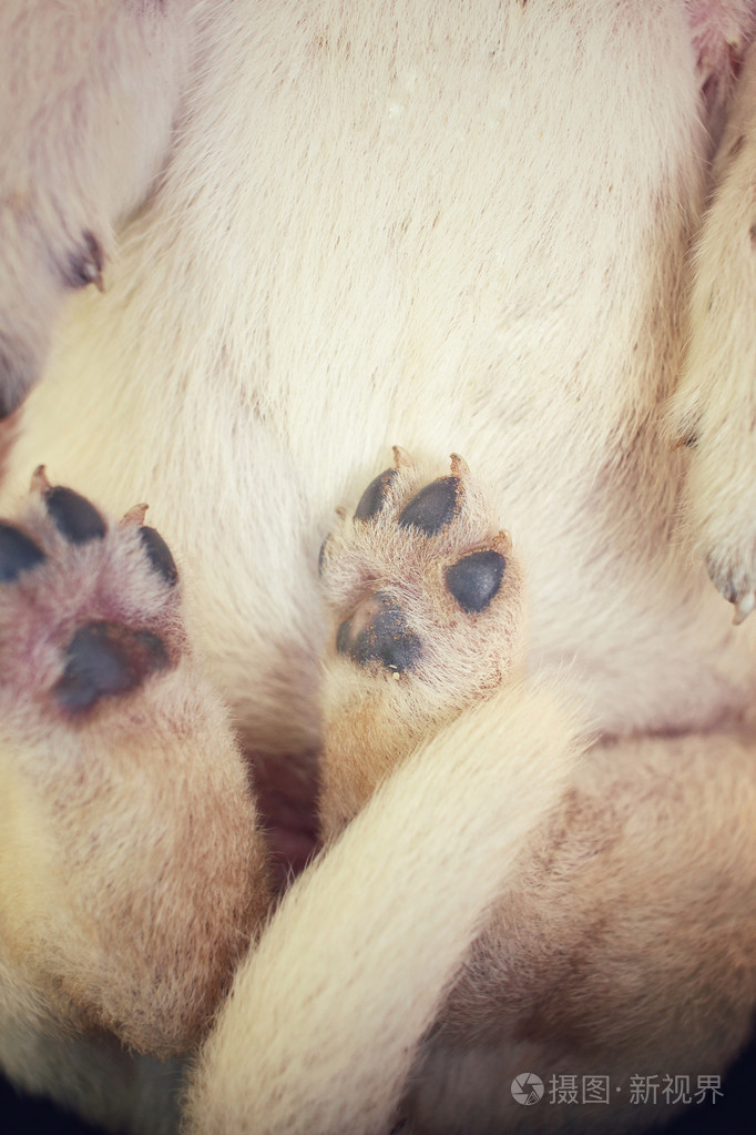 拉布拉多小狗睡觉的脚