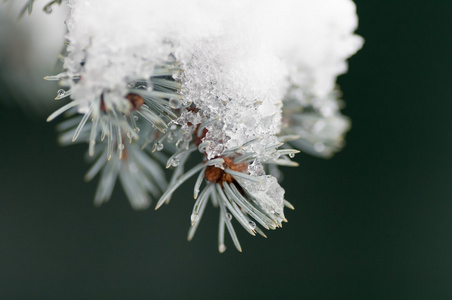 雪上的蓝色云杉分支