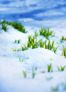 在春天绿芽在强烈的阳光下,雪和冰上的绿芽.春天的象征照片