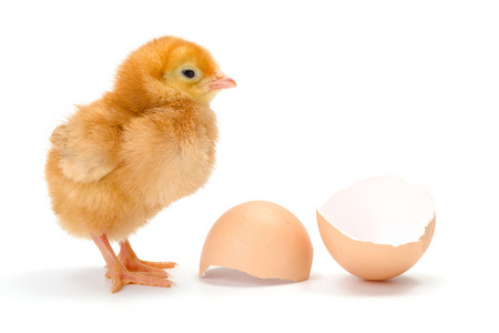 新生儿棕色鸡附近破碎的蛋壳