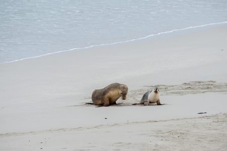 新生儿澳大利亚海狮沙滩背景