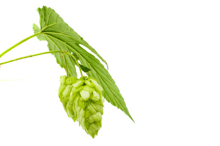 啤酒花隔离图片