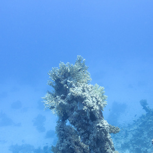 底部的热带海，水下珊瑚礁